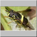 Chrysotoxum bicinctum - Zweiband-Wespenschwebfliege w12.jpg